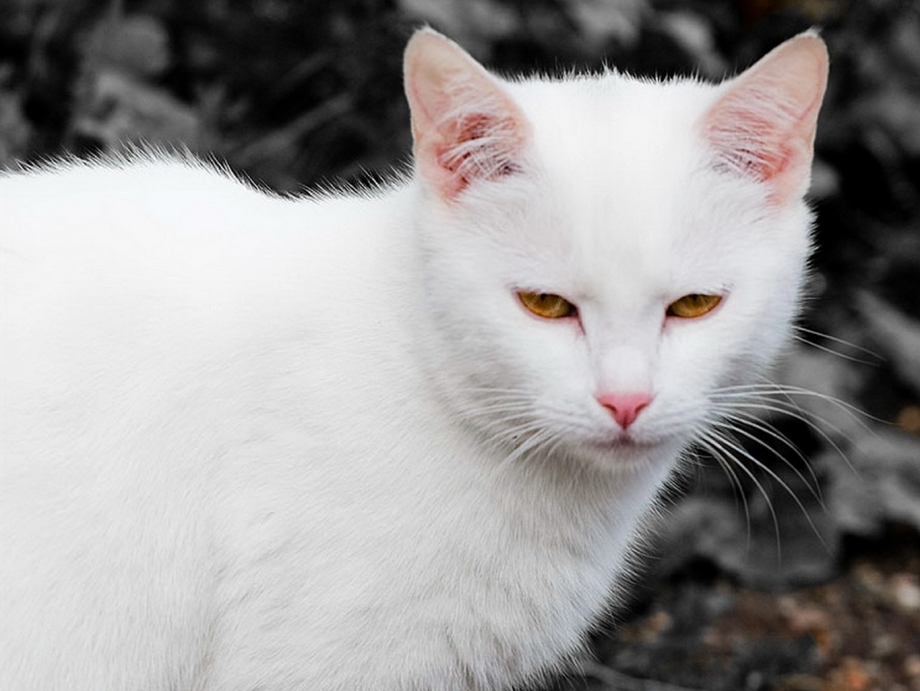 Белый кот