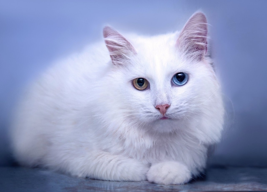 Турецкая ангорская кошка