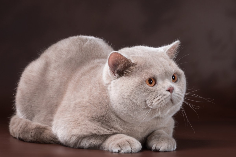 Британская короткошёрстная кошка фавн