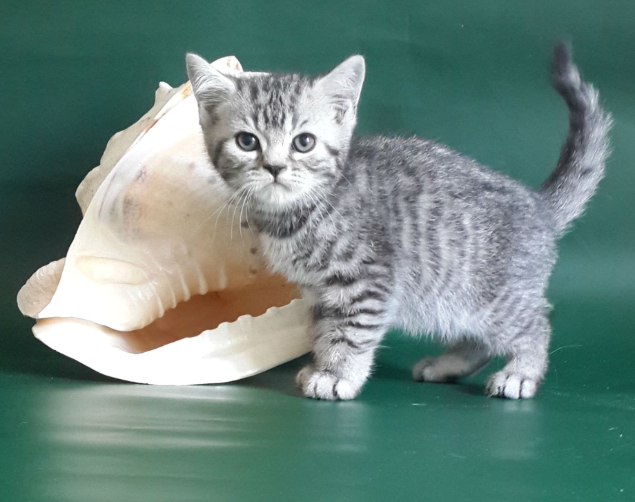 Британский кот мраморный пятнистый