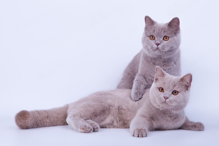 Лиловый британец кот