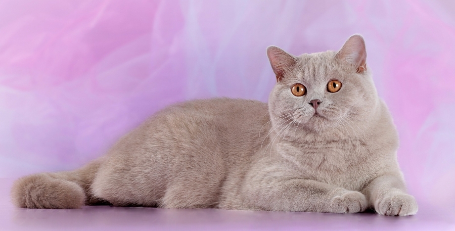 Лиловый британец кот