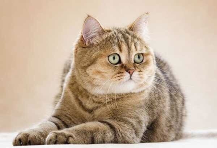 Кот британец окрас