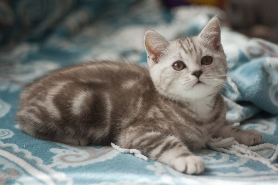 Британский кот мраморный