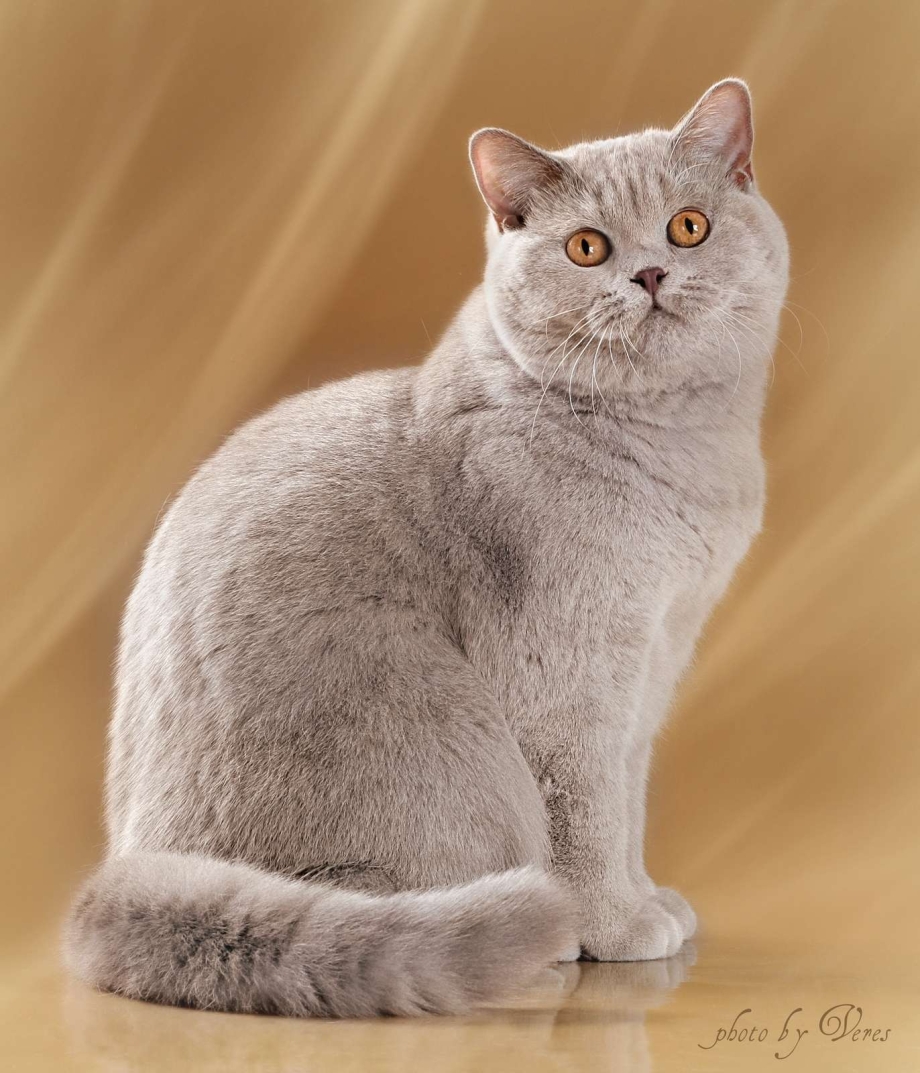 Британская короткошёрстная кошка