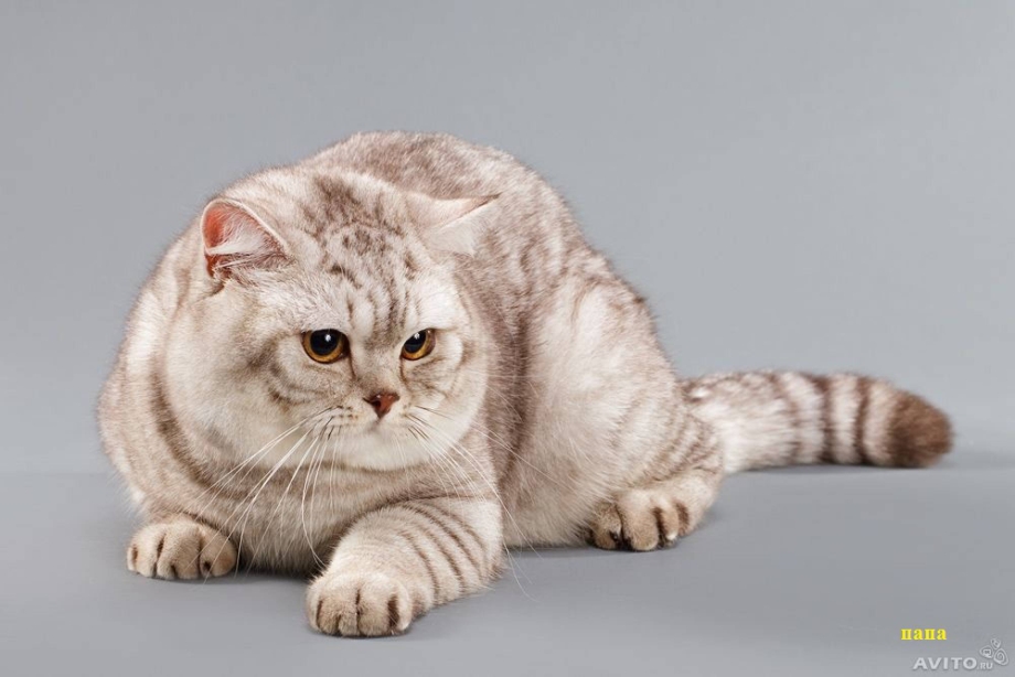 Британская короткошёрстная кошка окрасы