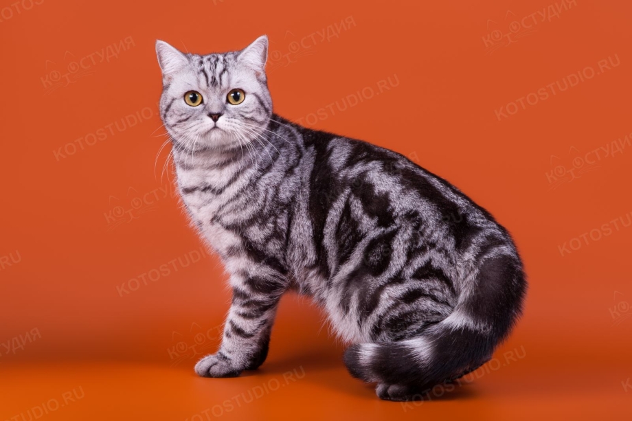 Британский кот табби мраморный