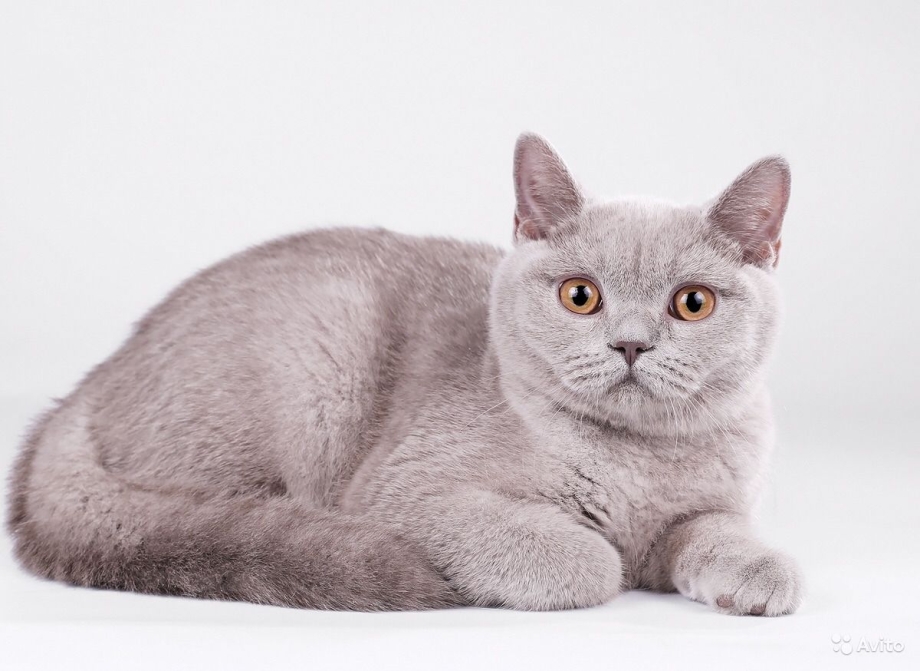 Лиловый британец кот