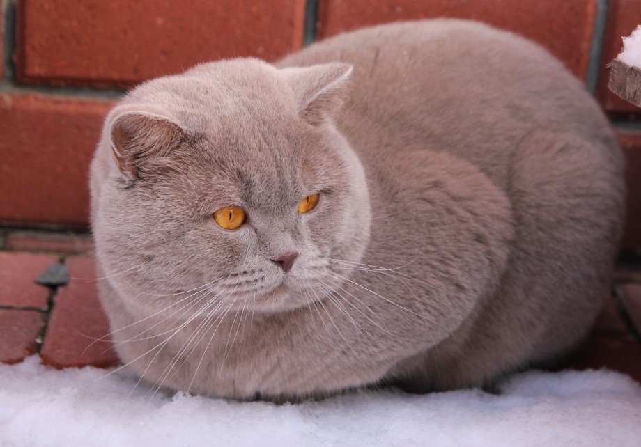 Лиловый британец кот