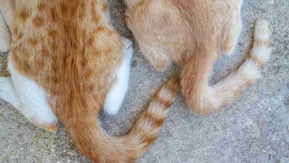 Лишайные проплешины у кошек