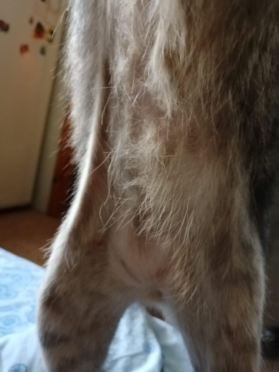 Кошачье пузо