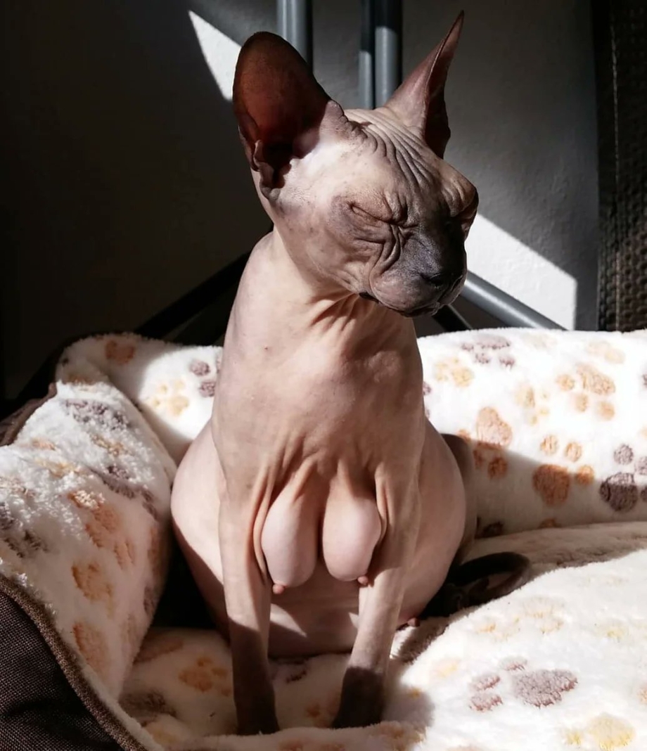 Кошка сфинкс с сисями