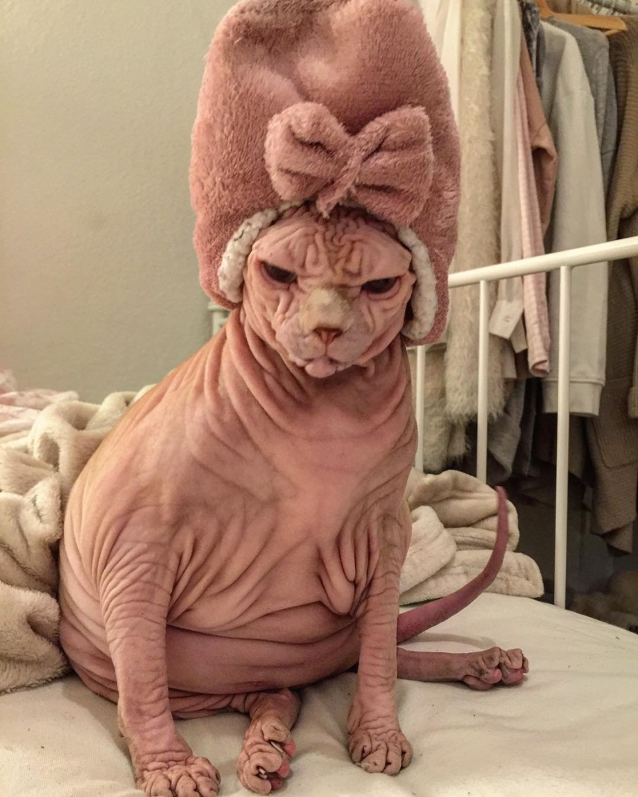 Самый морщинистый кот сфинкс