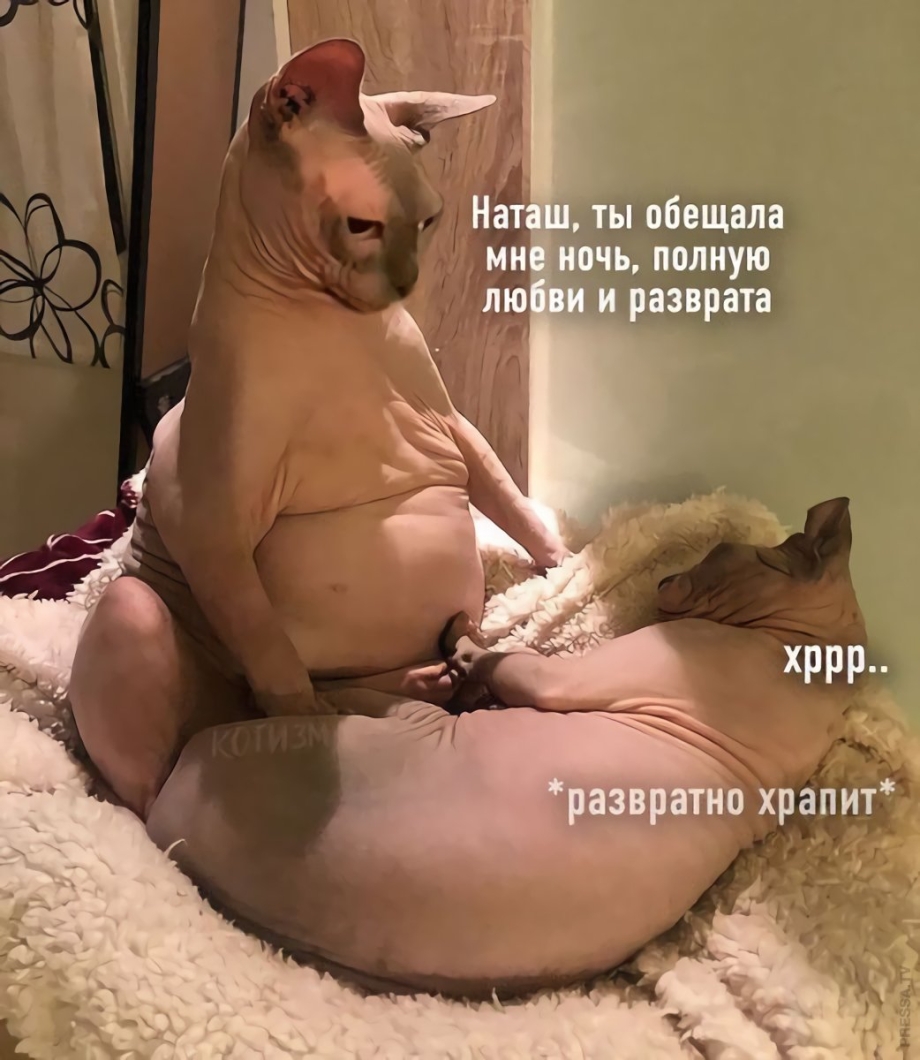 Жирные лысые коты