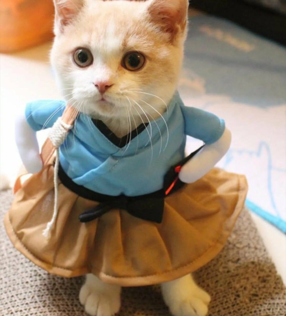 Кот в костюме