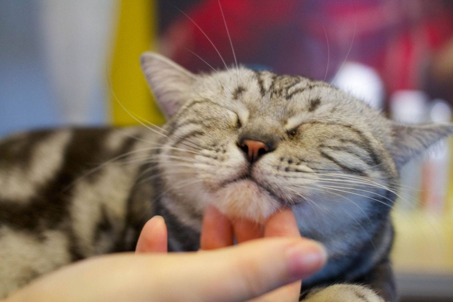 Кошка мурлычет