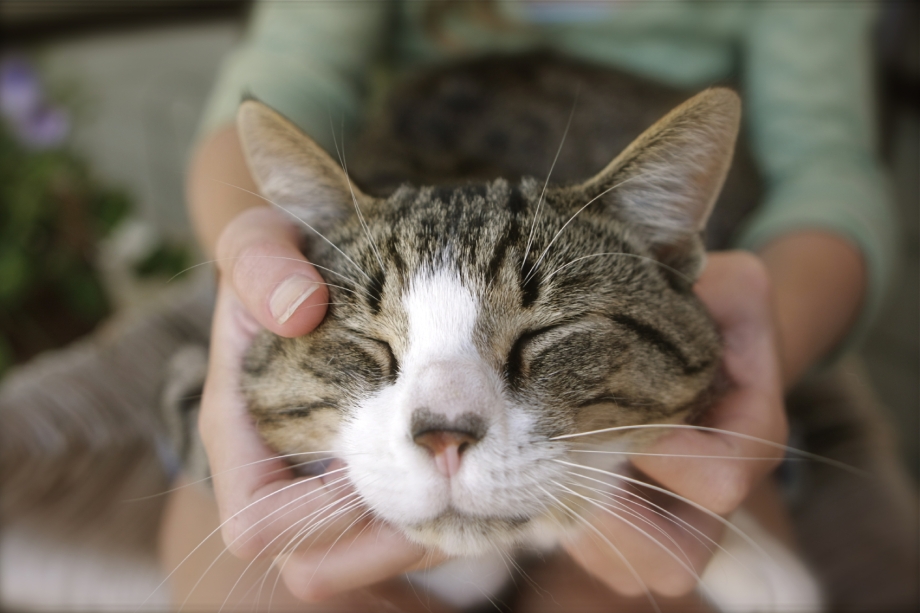 Мурлыканье котят