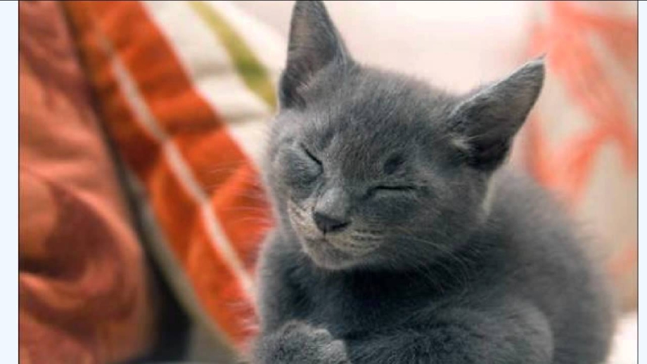 Кошка урчит