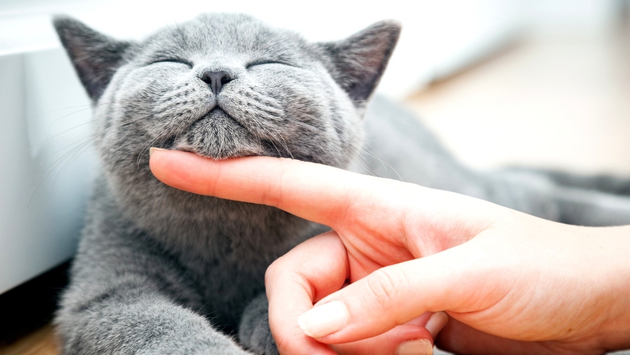 Кот ластится