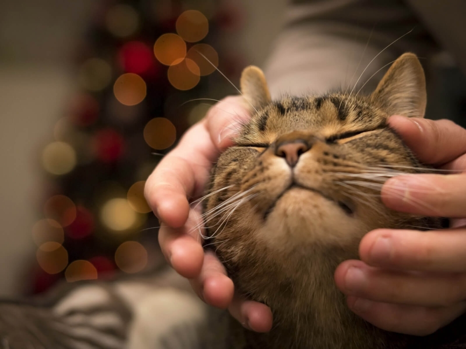 Кот ласкается