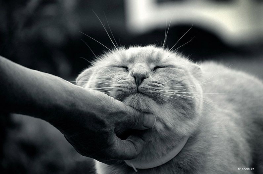 Мурчание котят