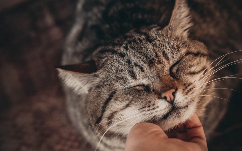Гладить кота