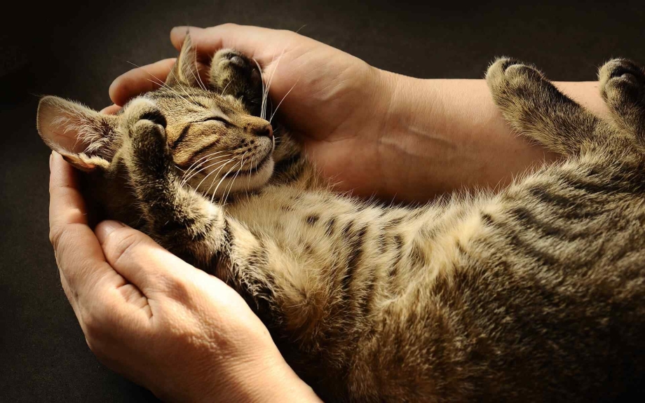 Кошка на руках