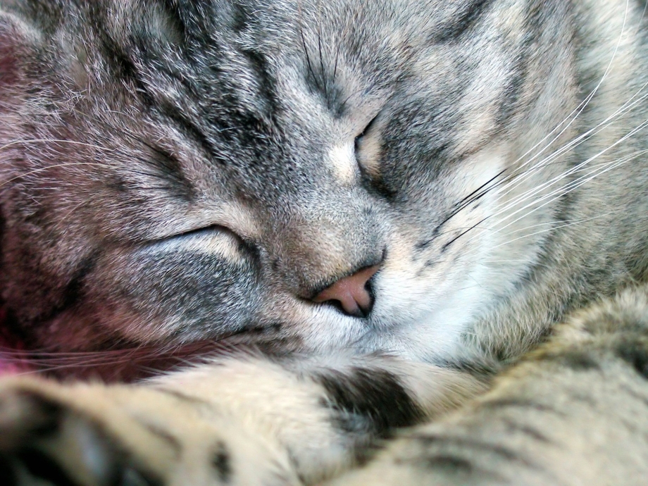 Котенок с закрытыми глазами