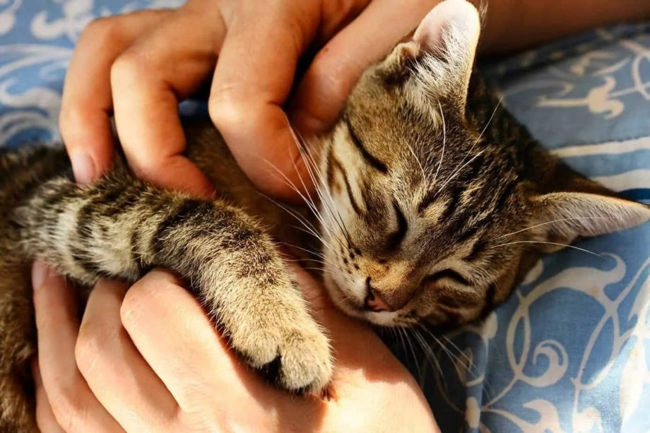 Поглаживание кошки