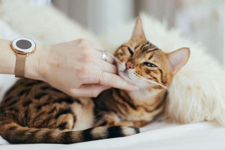Кошка ласкается