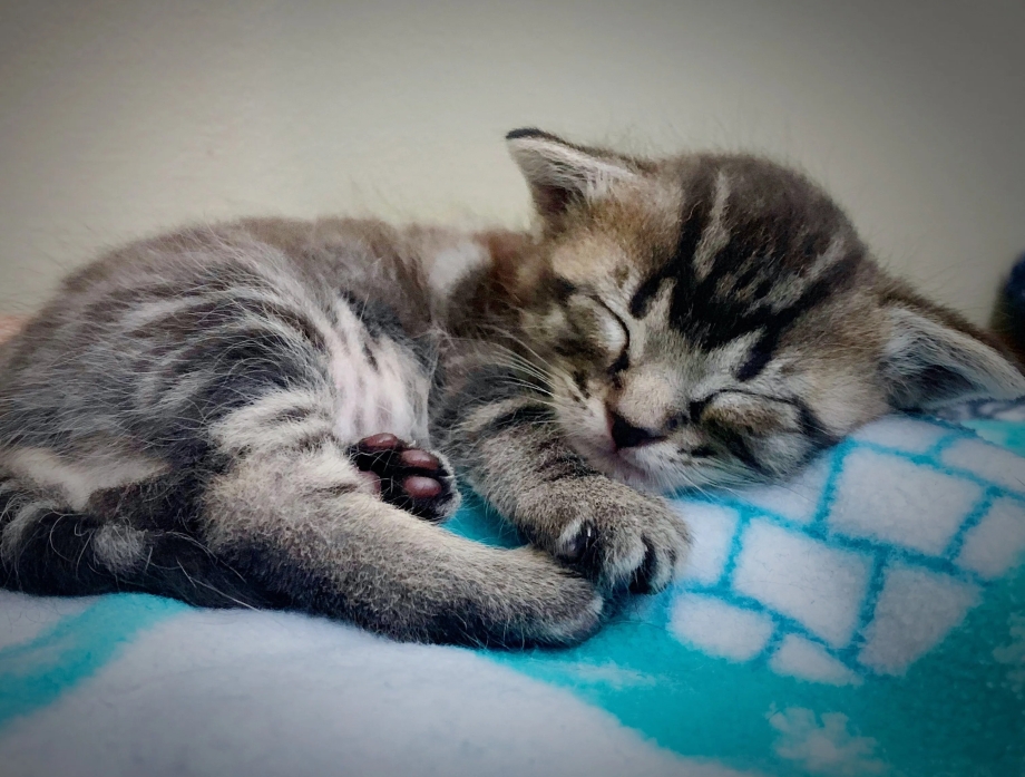 Мурчание маленьких котят