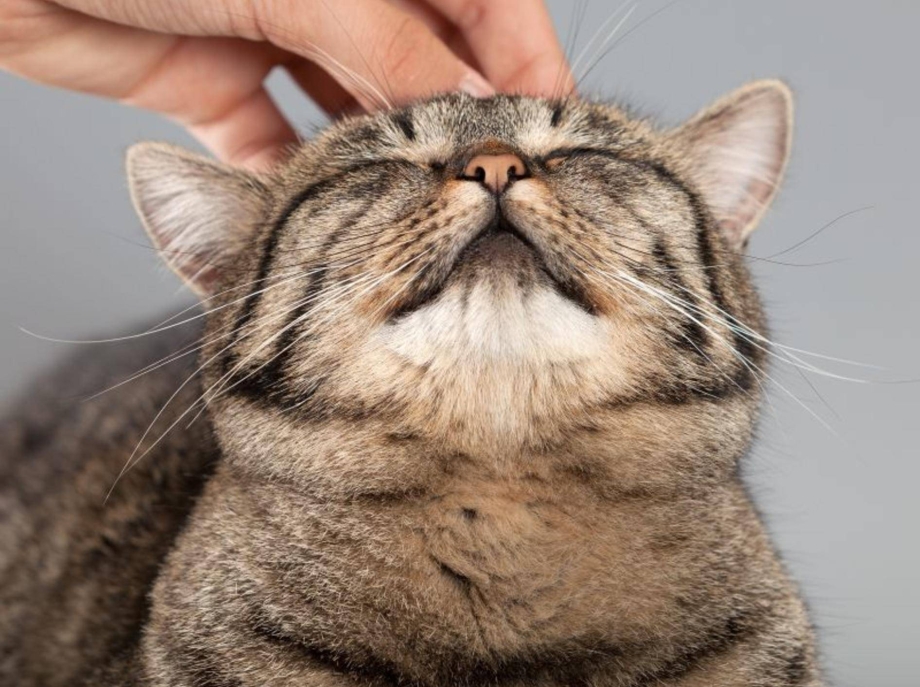 Котик мурчит
