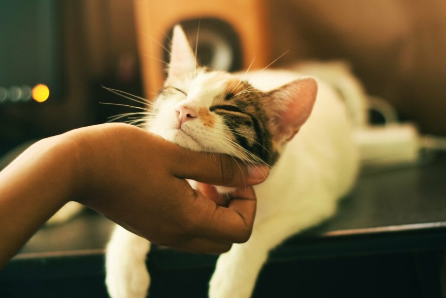 Гладить кота