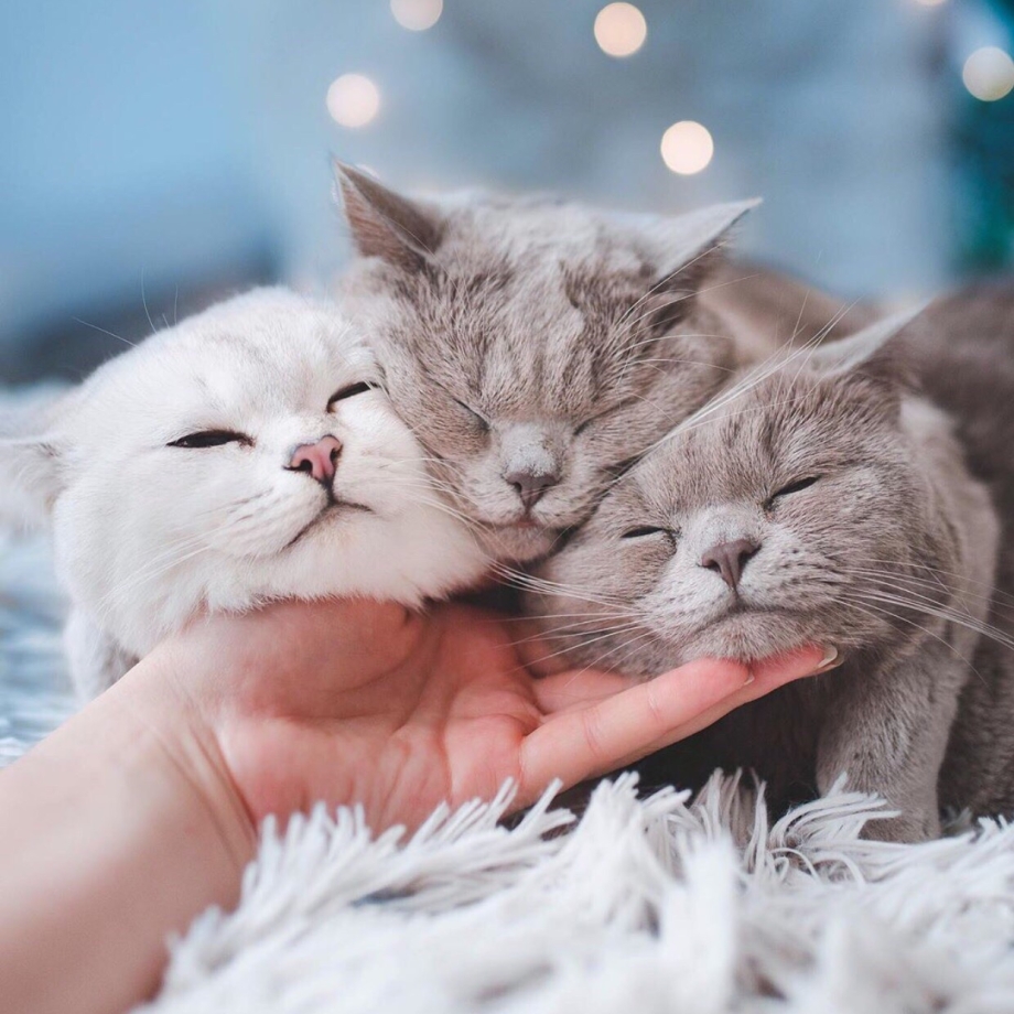 Котик мурчит