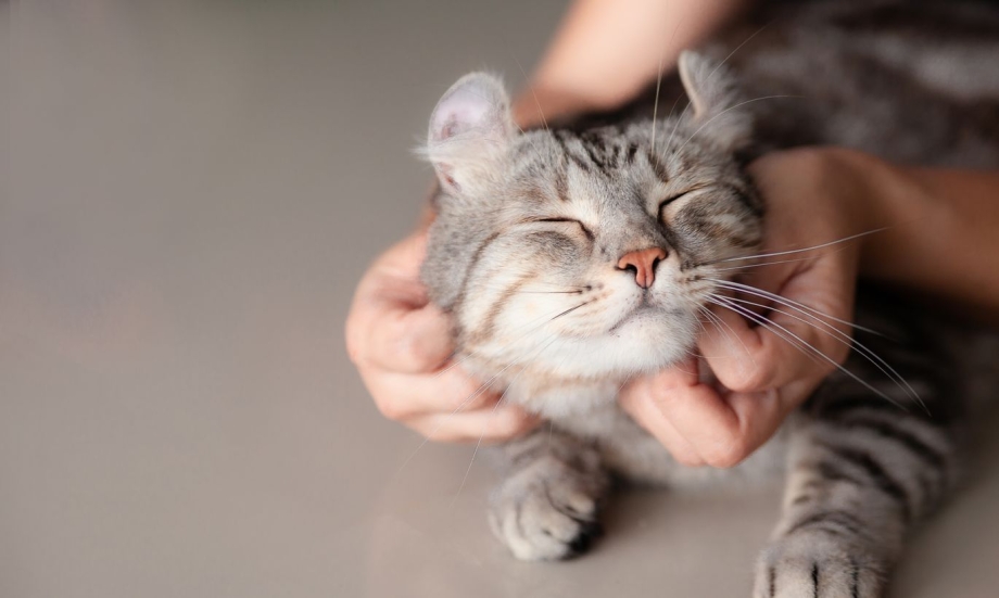 Гладить кошку