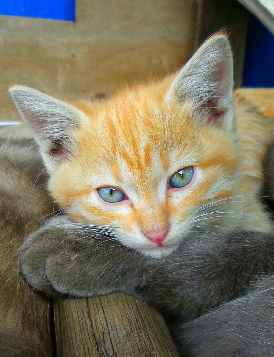 Кошки фото