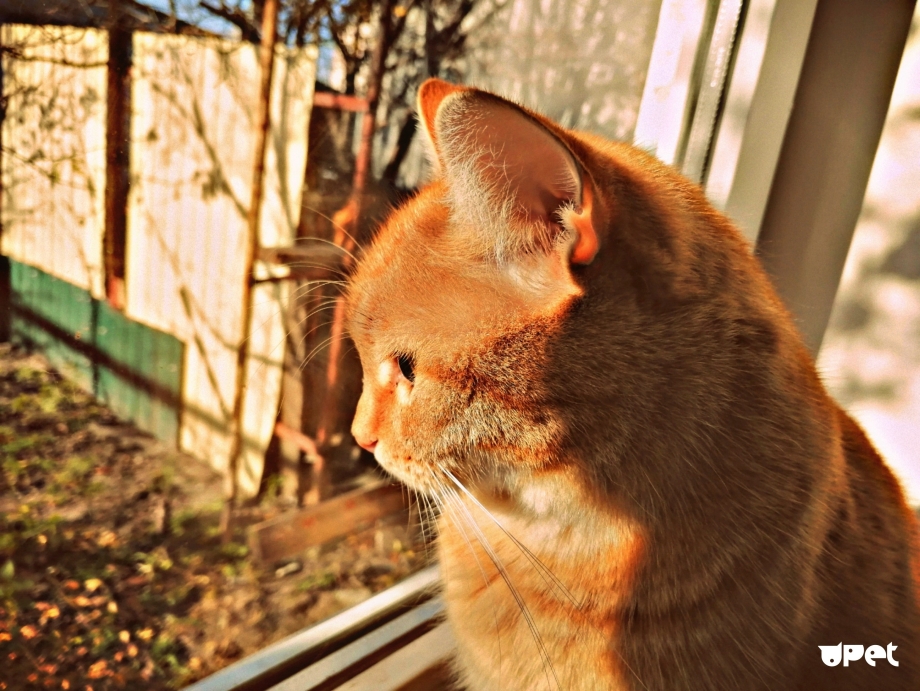 Домик для кота белый