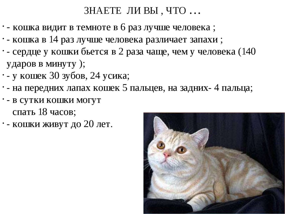 Интересная информация о кошечках