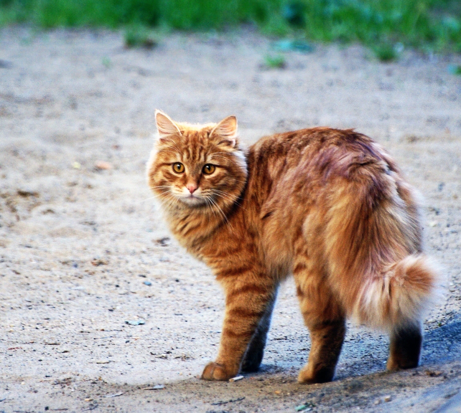 Народные приметы про кошек