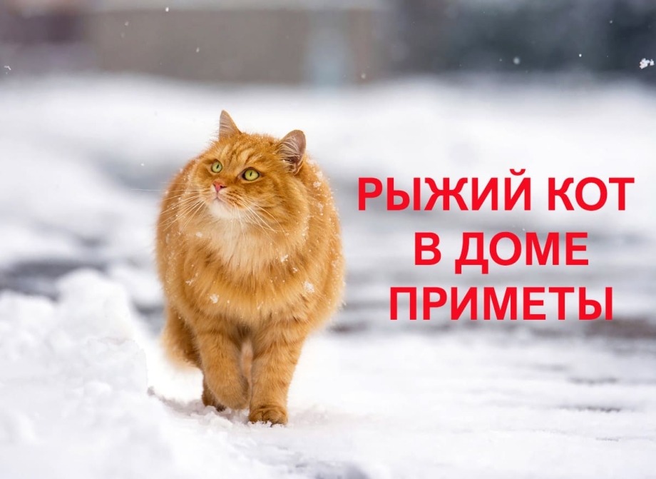 Рыжие коты приметы