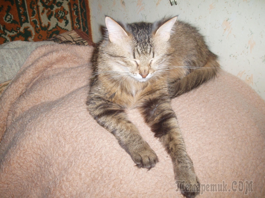 Кот на подоконнике