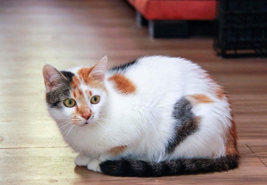 Приметы о котах