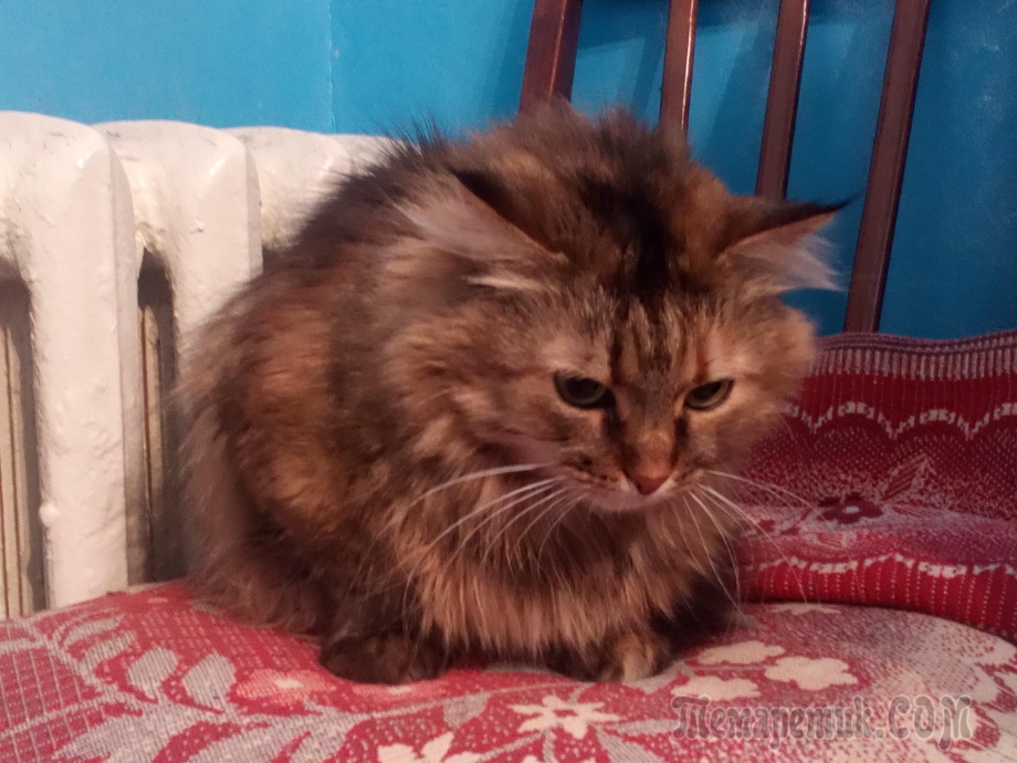 Рыжий котенок в доме приметы