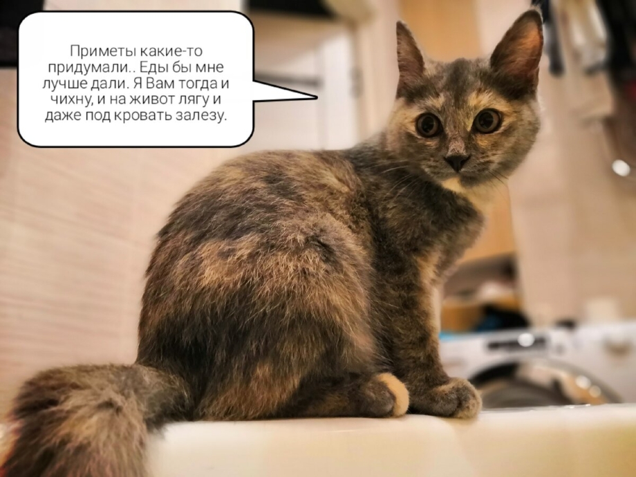 Расцветка кошек и приметы