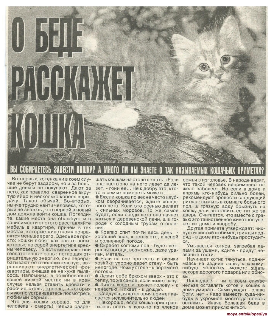 Два рыжих экзотических котика