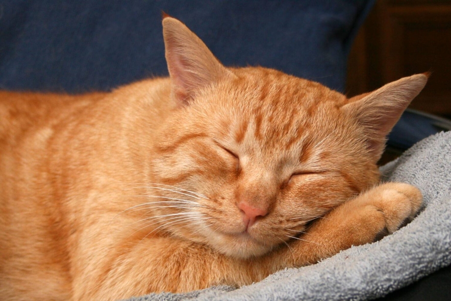 Приметы с кошками и котами