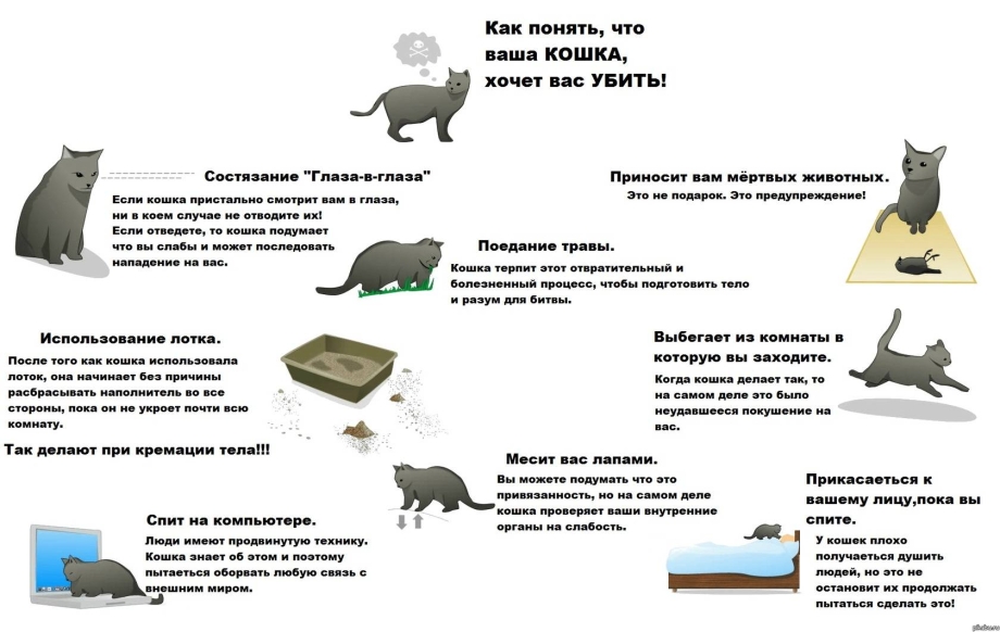 Трёхцветная кошка в доме приметы и суеверия