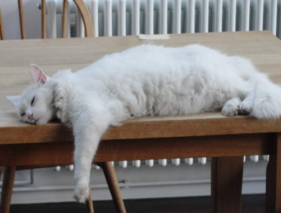 Дверь для кота