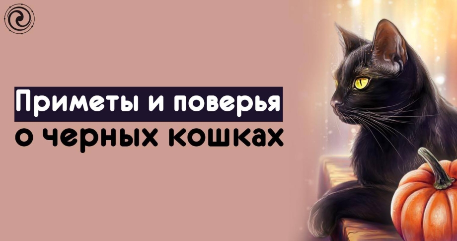 Беспородные кошки трёхцветные