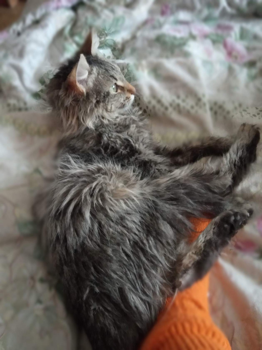 Котенок для актуального